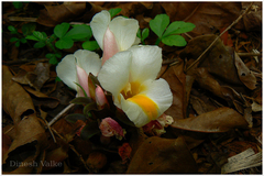 Curcuma karnatakensis